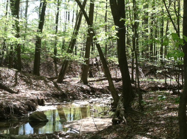 Johnston Run flowing through the woods